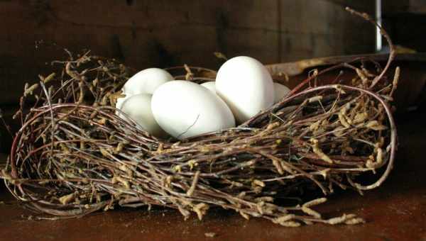 К чему снится гнездо: пустое, разорённое, с яйцами, с птенцами? Основные толкования: к чему снится гнездо