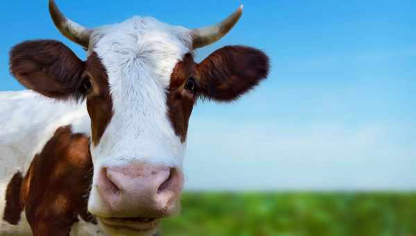 К чему снится стадо коров: что говорят сонники Миллера, Ванги, Фрейда и других. Толкование снов о стаде быков или коров