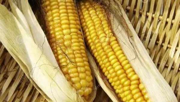 К чему снится кукуруза: что говорят сонники Миллера, Нострадамуса, Майя, и других. Толкование снов о кукурузе, кукурузном поле, блюд из кукурузы