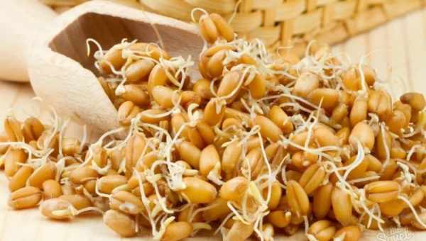Пророщенная пшеница: сплошная польза или скрытый вред? Калорийность, свойства и способы употребления пророщенной пшеницы