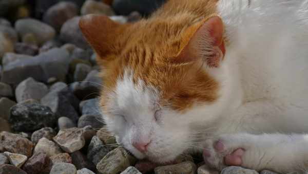 К чему снится рыжий котенок: самые точные толкования известных сонников. Чего ждать, если приснился рыжий котенок