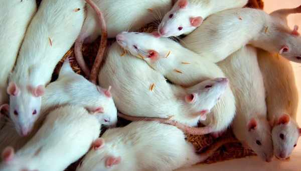 К чему снится белая крыса или много белых крыс? Основные толкования: к чему снится белая крыса и разные ситуации с её участием