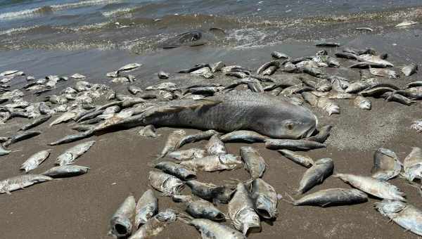 На пляж Калифорнии выбросило тысячи «рыб-пенисов»