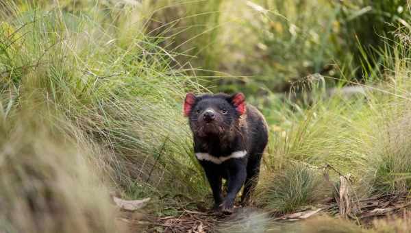 Тасманийские дьяволы вернулись на материковую Австралию три тысячи лет спустя