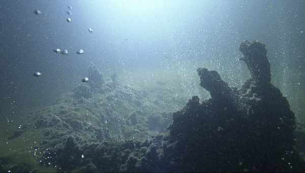 В австралийских водах впервые заметили глубоководных длинноруких кальмаров