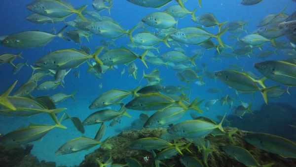 Пресноводные рыбы уменьшатся из-за потепления климата