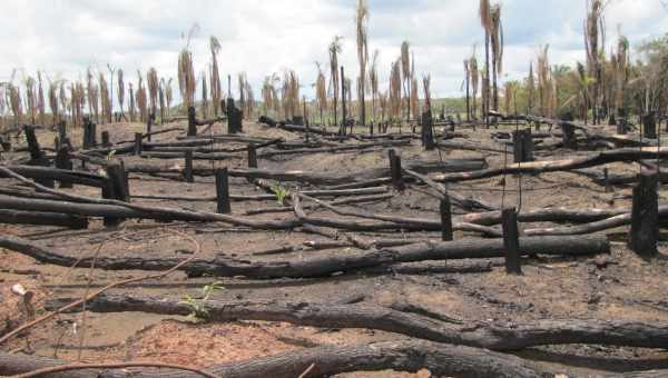 Вырубка лесов: причины, последствия и влияние на людей