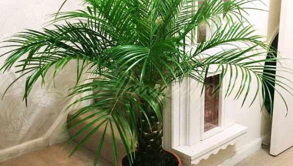 Догляд за пальмою в домашніх умовах