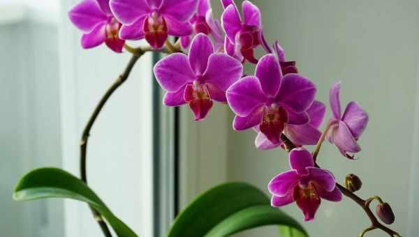 Дивовижні орхідеї: чи можна тримати їх у спальній кімнаті