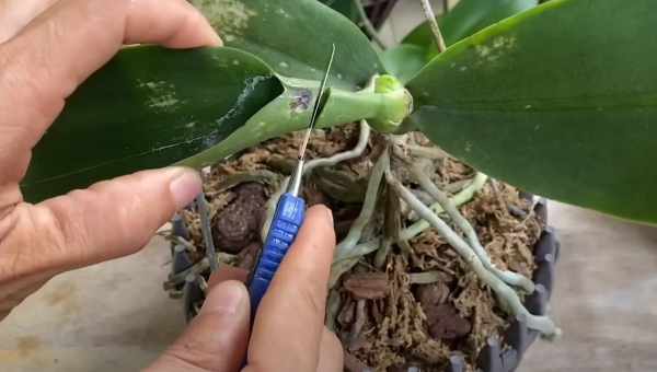 Рекомендації, де поставити орхідею вдома