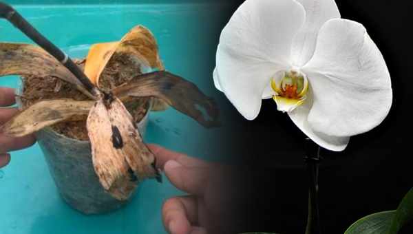 Як реанімувати орхідею?