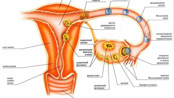Имплантация эмбриона – ощущения