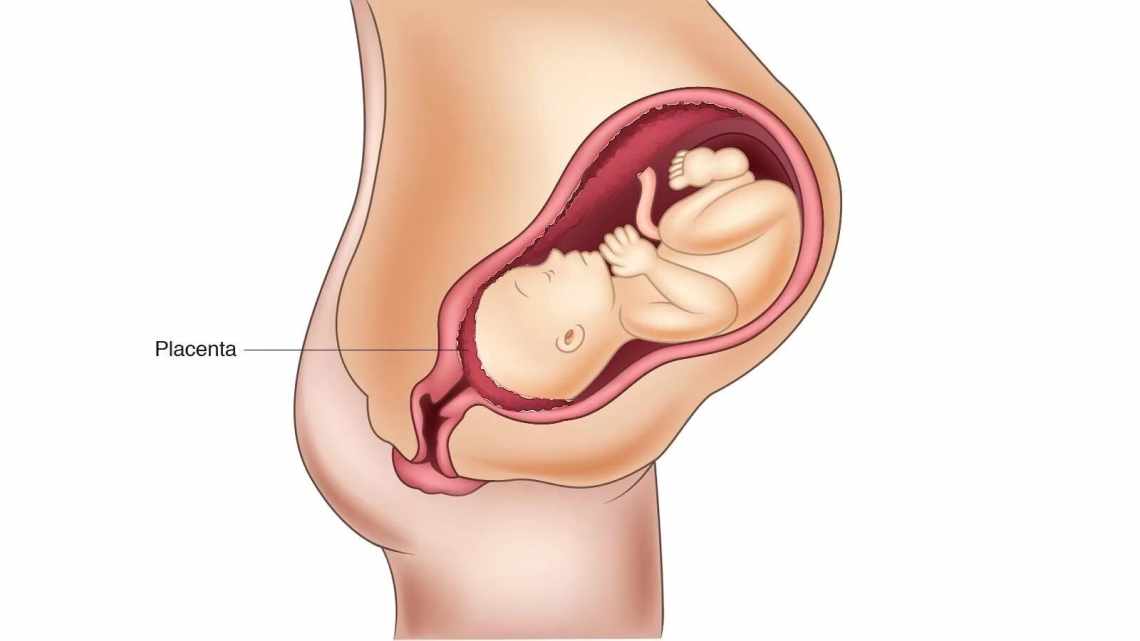Плацента по задней стенке