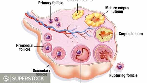 Фолликулы на яичниках