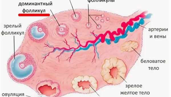 Фолликулярная фаза - какой день цикла?