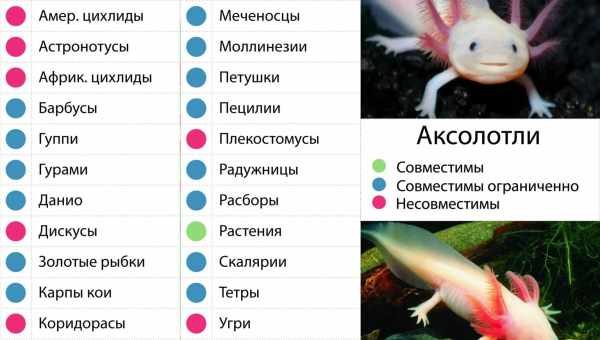 Аксолотль: кто это такой, виды, размеры и содержание