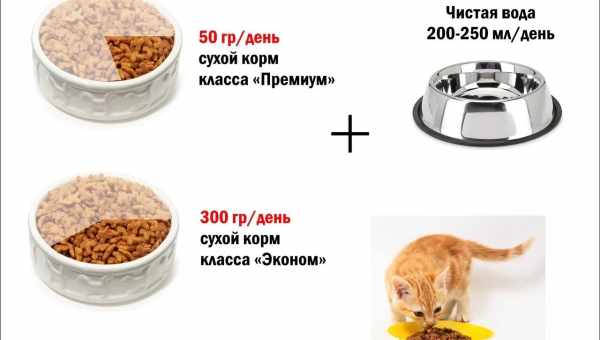 Чем и как кормить котенка от 1 до 3 месяцев?