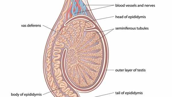 Воспаление семенного канатика: причины, симптомы, чем это грозит. Методы лечения воспаления семенного канатика