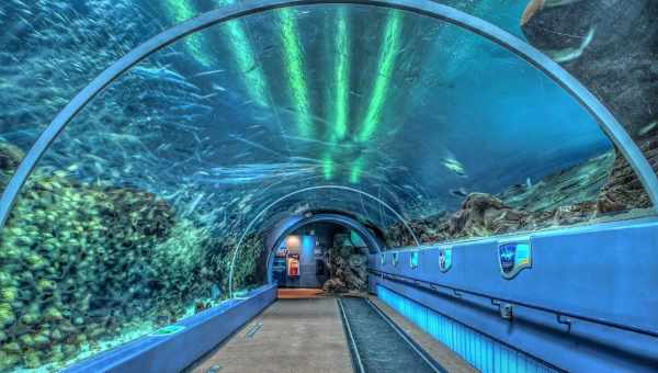 Океанариум Sochi Discovery World Aquarium