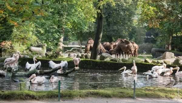 Гамбургский зоопарк