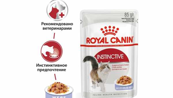 Обзор кормов для британских кошек ROYAL CANIN