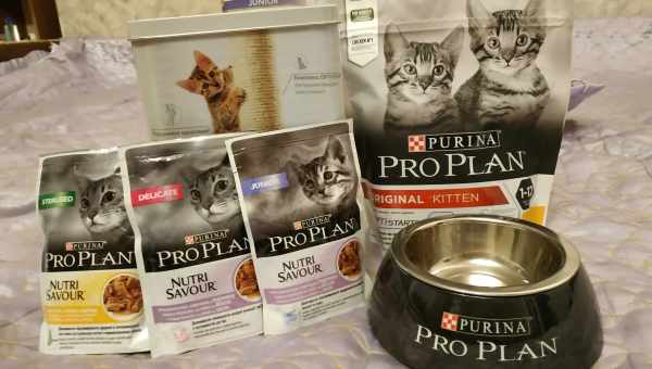 Все о кормах для кошек Purina