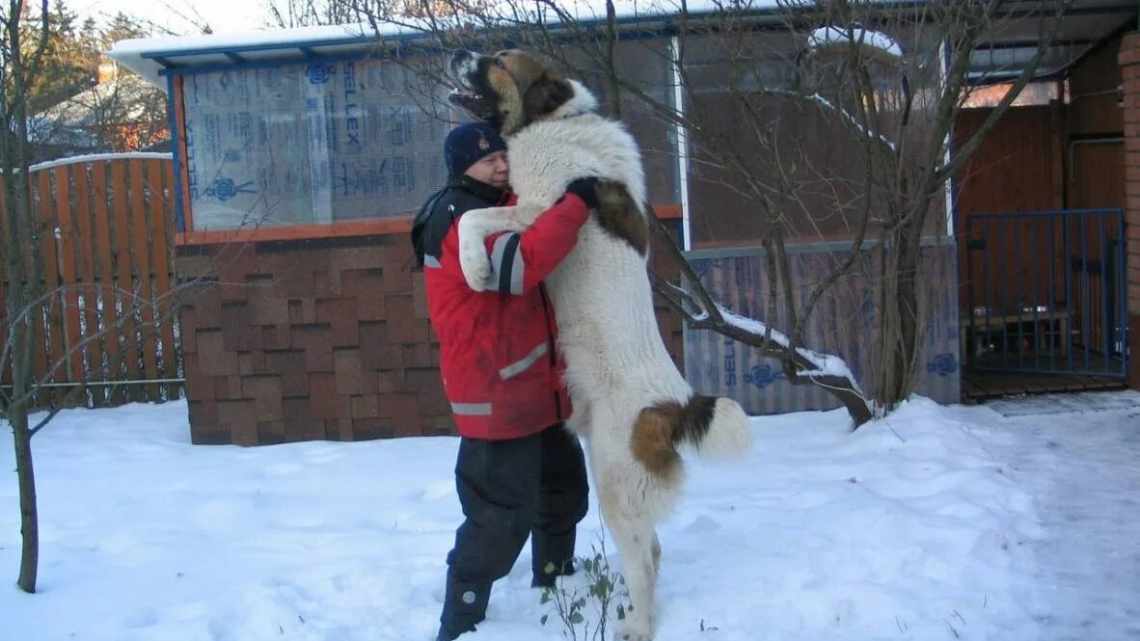 Вес и размеры алабая