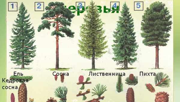 Какие рыбы уживаются с гуппи?