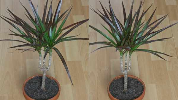 Dracaena marginata уход в домашних условиях